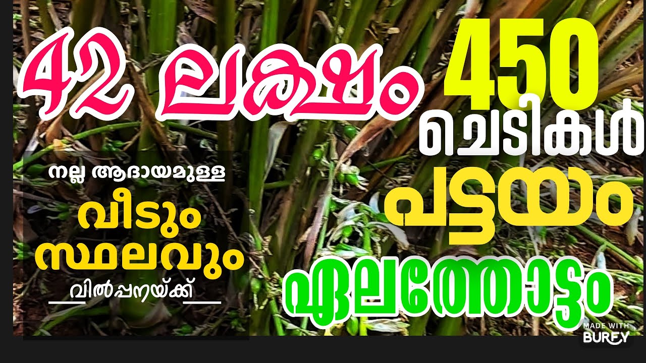 ഇടുക്കി തോപ്രാംകുടിയിൽ 1 ഏക്കർ ഏലത്തോട്ടവും വീടും വിൽപ്പനയ്ക്ക് #highrangeproperties #landforsale 