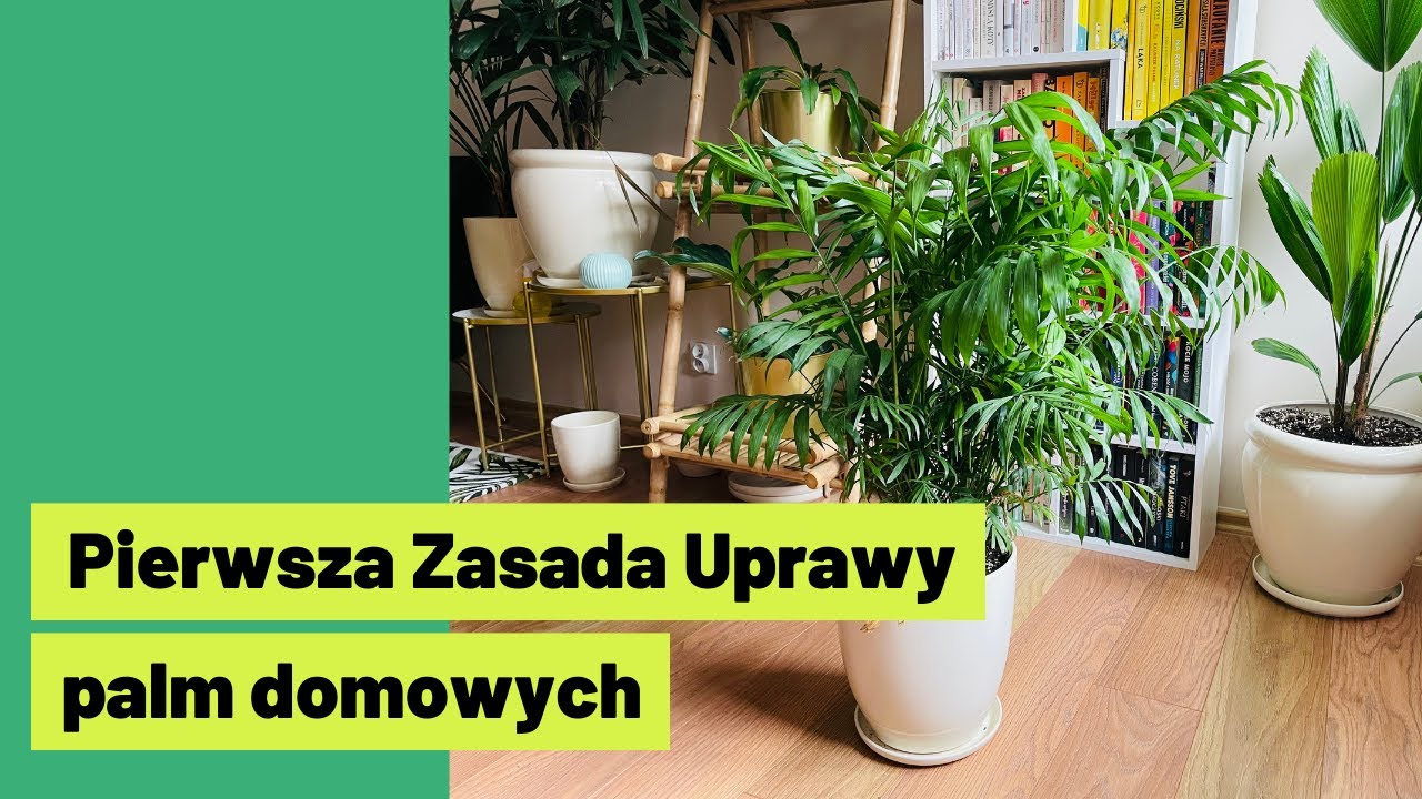 Jak uprawiać palmy doniczkowe? Pierwsza Zasada Uprawy Palm 🌴