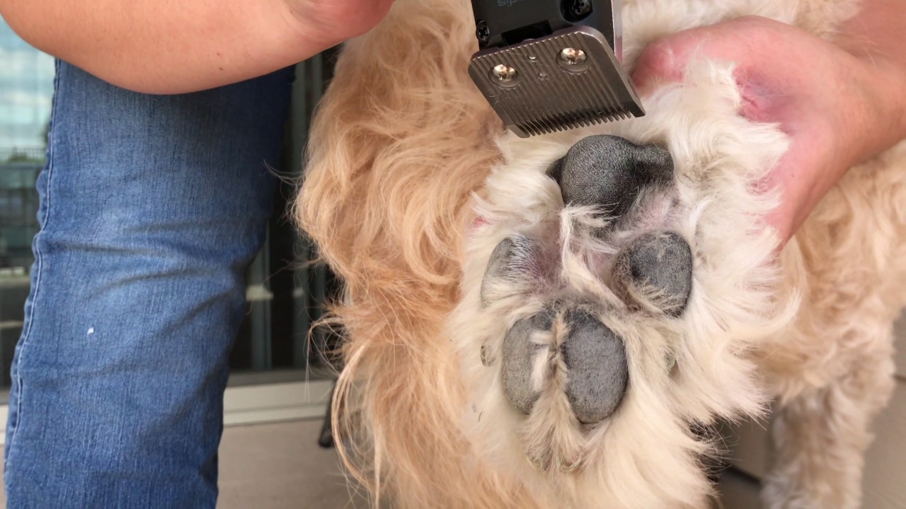 Goldendoodle Paw Pad Trimming
