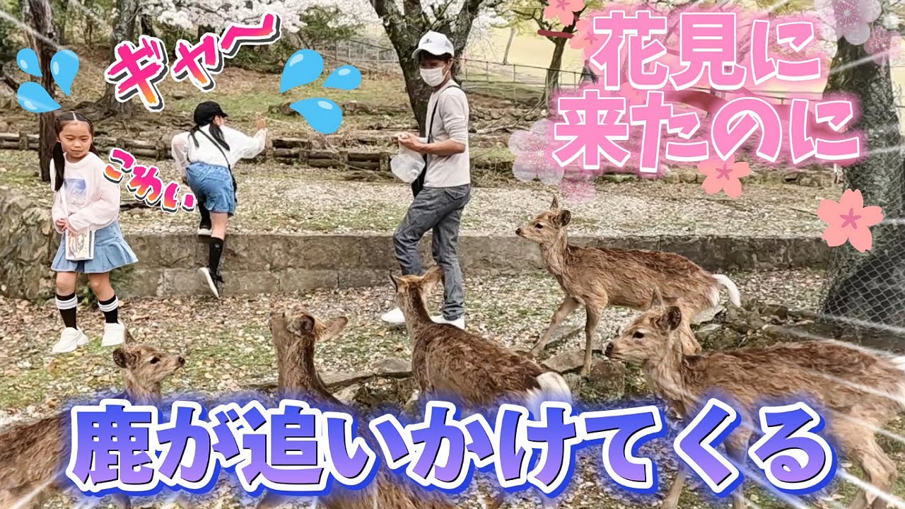 【vlog】鹿だらけの奈良公園で花見🌸ビビる2人にミッションを与えてみた😁 #奈良公園 #花見