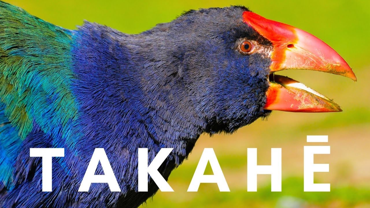 REDISCOVERED TWICE - The Surprising Story of the Takahē