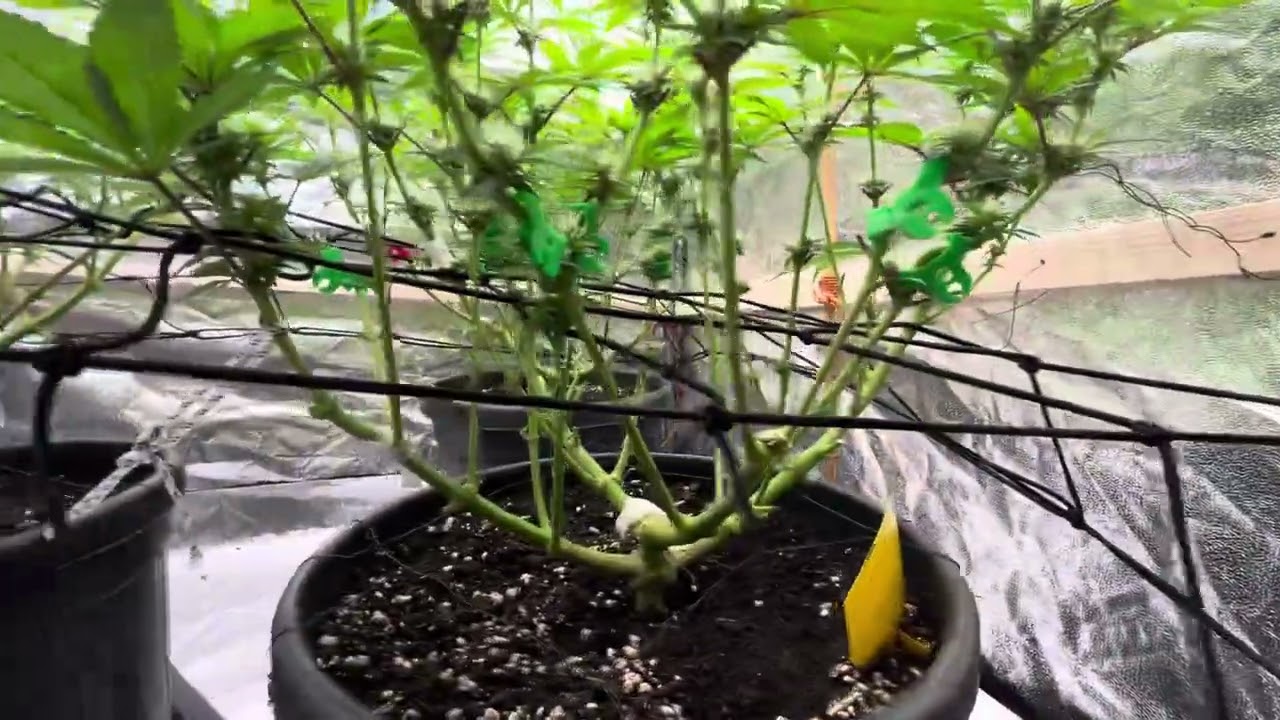 Ace Seeds indoor run