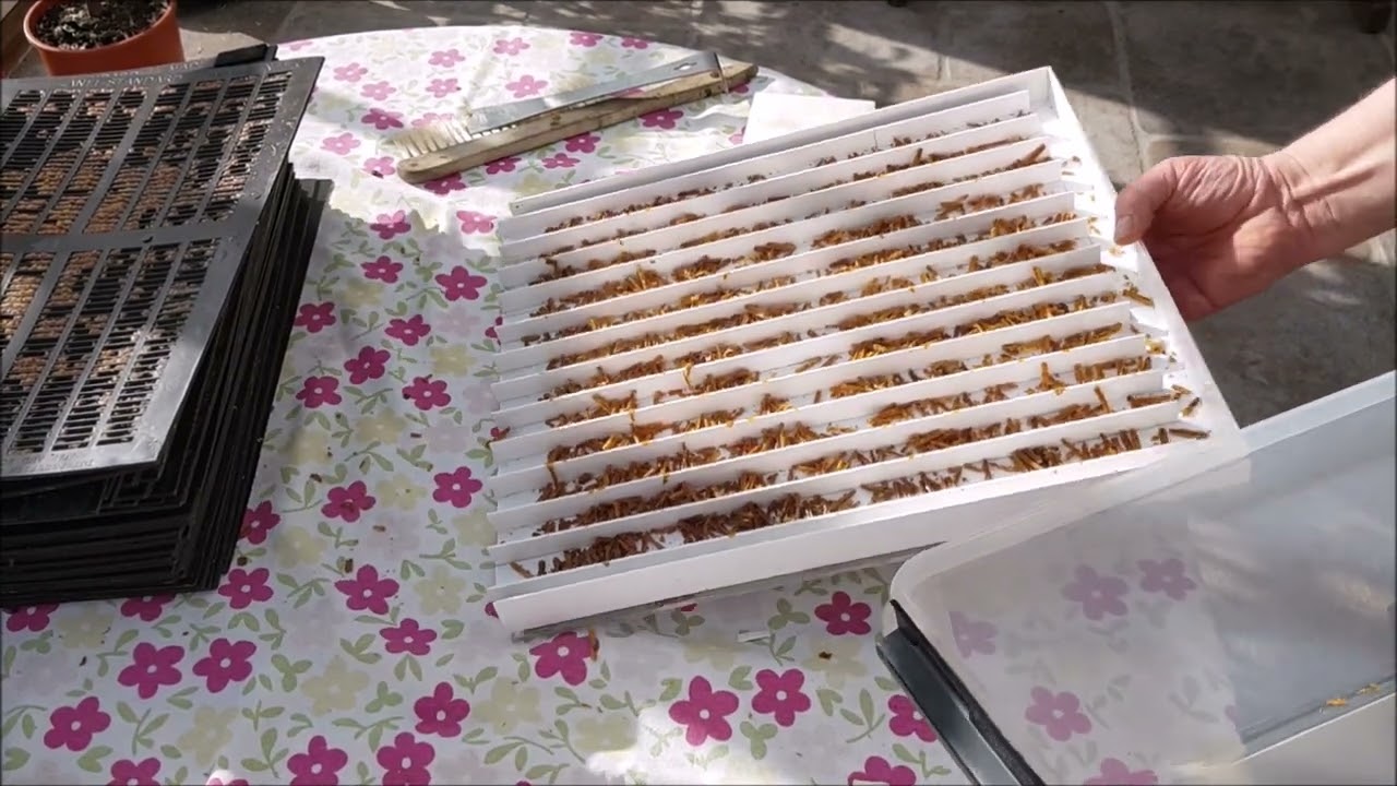 Propolis stempel kort