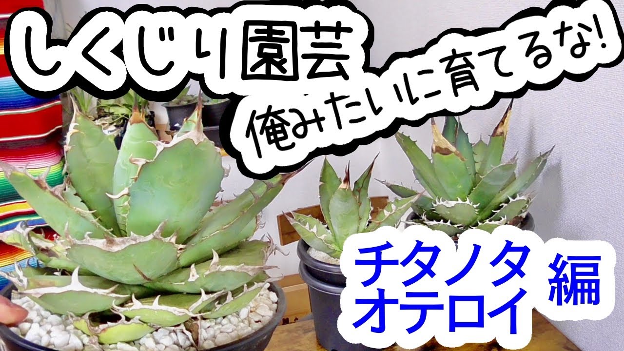 【チタノタ・オテロイ編】アガベにやっちゃダメなこと５つ【しくじり園芸】