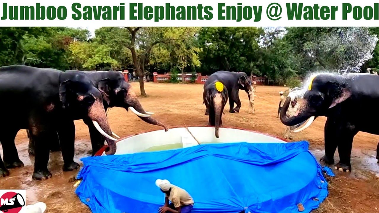 Mysuru Dasara 2022 : Jumboo Savari Elephants Enjoy @ Water Pool