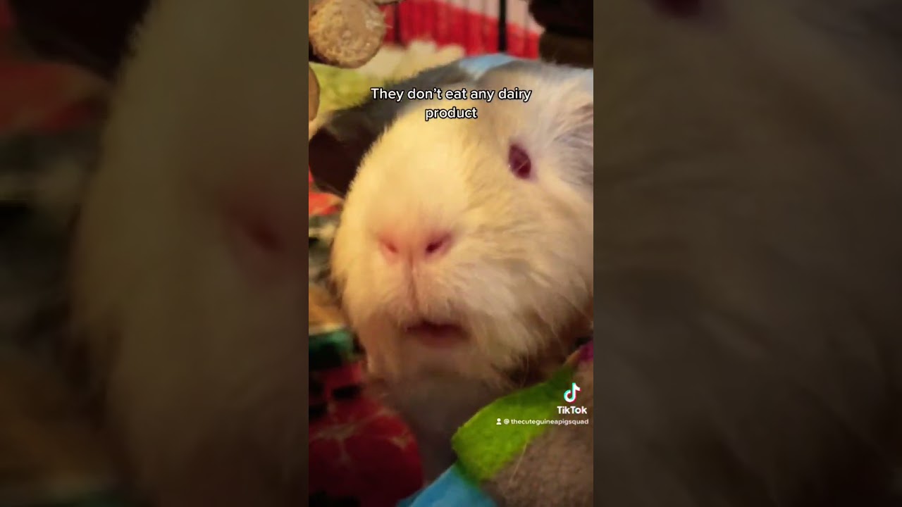 Guinea pigs food facts to avoid.