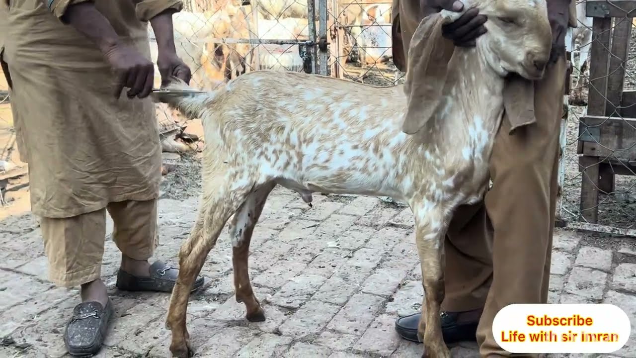 Piyari ki tail b piyari bna di || Tail Trimming of Goat @LifewithSirImran 