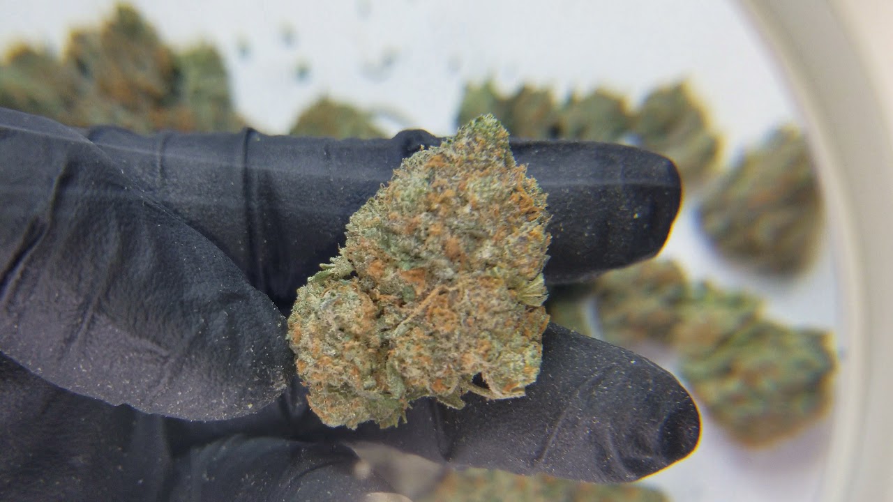 BC Kush Cannabis Strain (unboxing)