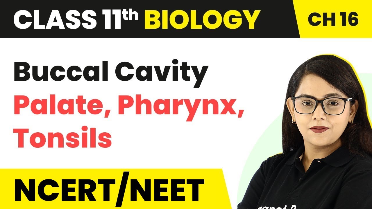 Buccal Cavity: Palate, Pharynx, Tonsils - Digestion and Absorption | Class 11 Biology