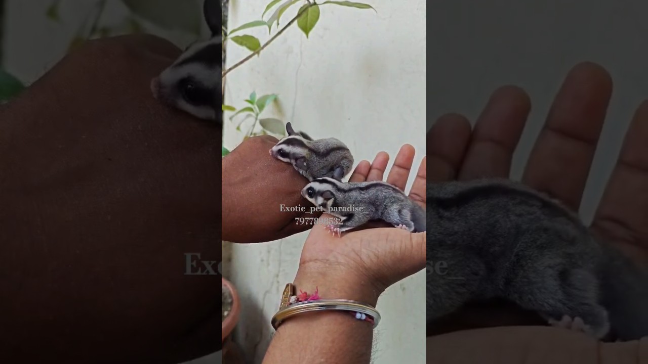 Classic Grey Sugarglider in Mumbai 🩶🤍 #mumbai #smallpet #exotic #legal #viralvideo #joey #cute #pets