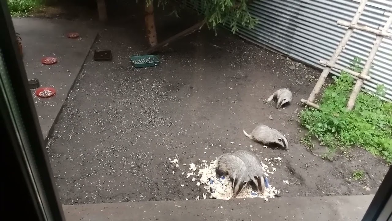 Рубрика, архивные видео про барсучат 