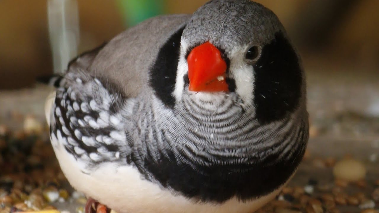 2. #chicken #parrot #garden 🐤🦜🌻Codzienność w piórkolandii🪶🪶🪶