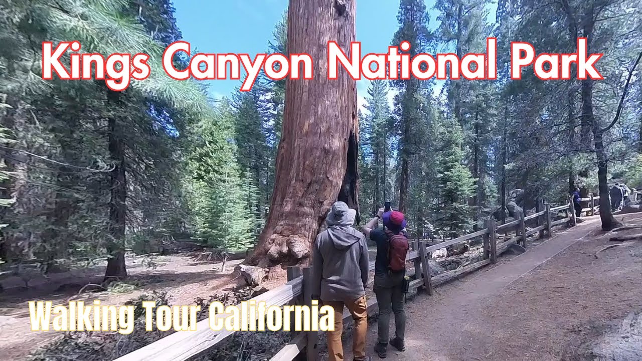 🌲 General Grant Tree Trail - Kings Canyon National Park - A Waking Tour