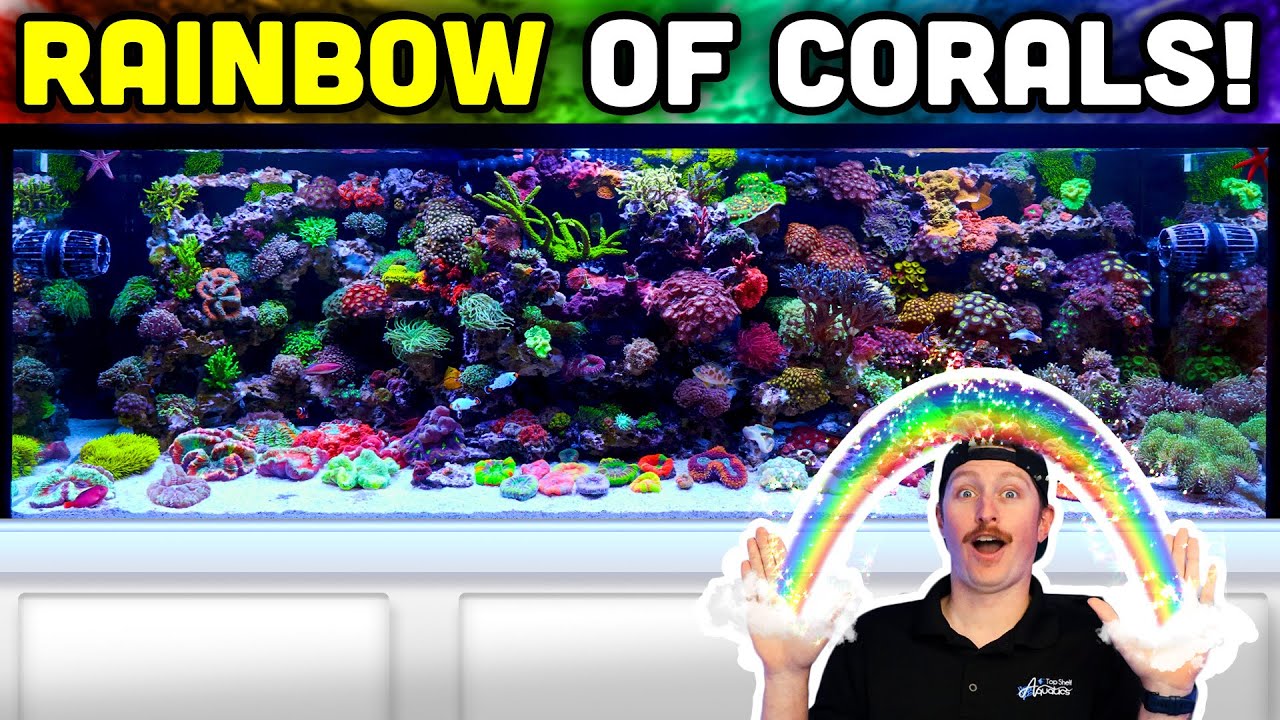 GORGEOUS 180 Gallon Reef Tank! Filled With HUNDREDS of Corals!