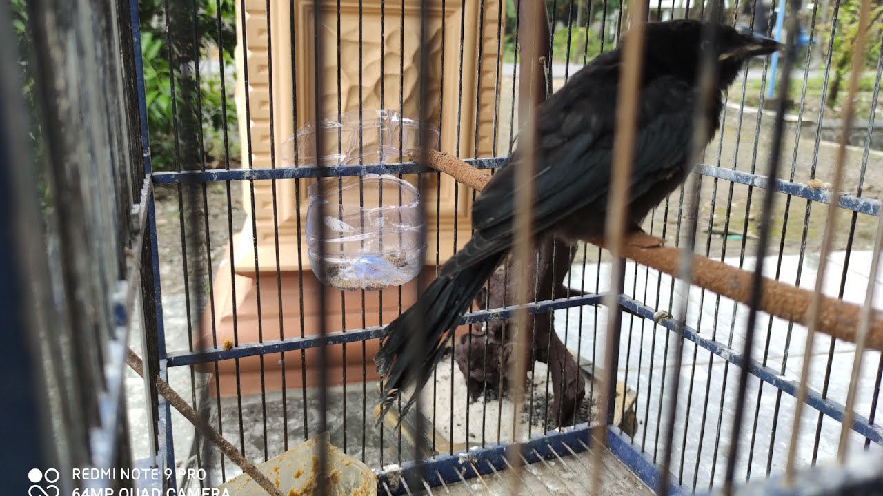 cara mengatasi lolohan srigunting susah mandiri.jangan di skip gagal paham malah mati