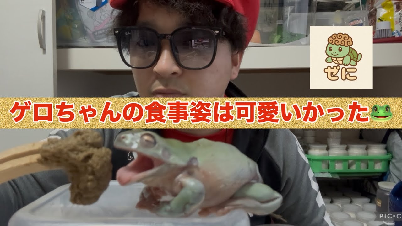 イエアメガエルのゲロちゃんの食事姿はとても可愛かった🐸😍