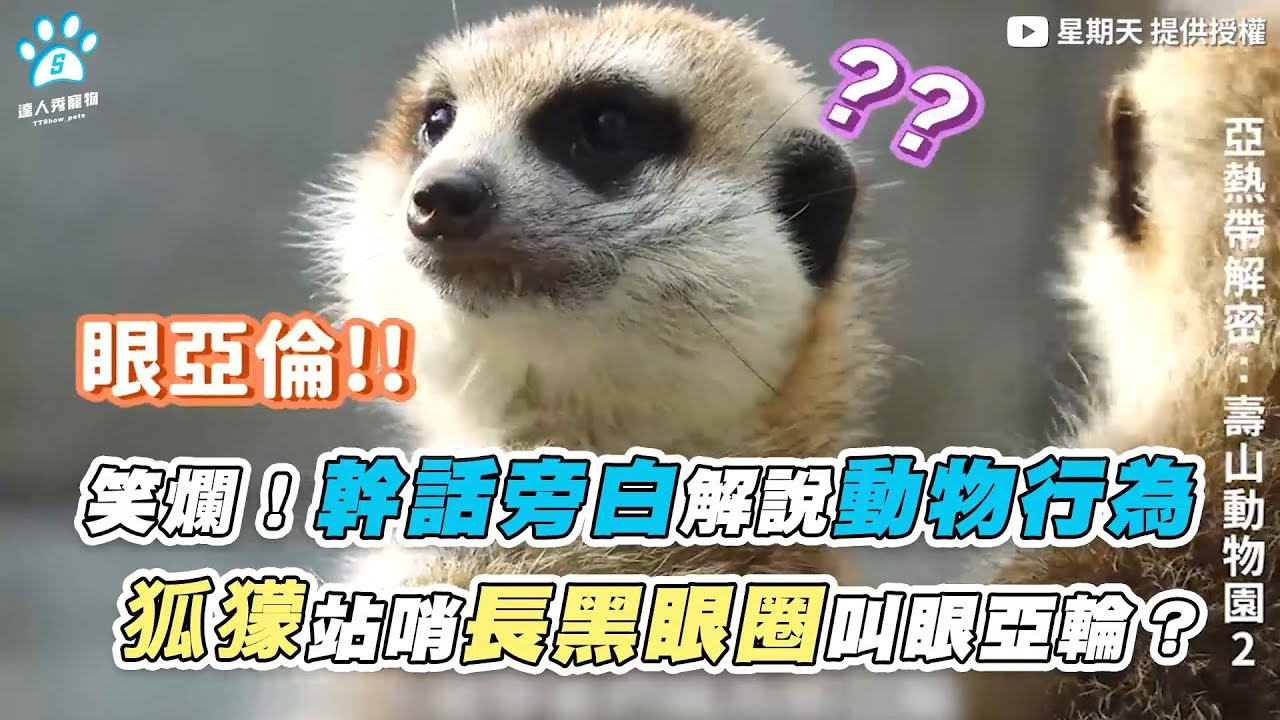 【笑爛！幹話旁白解說動物行為狐獴站哨長黑眼圈叫眼亞輪？】 ｜@sundayright