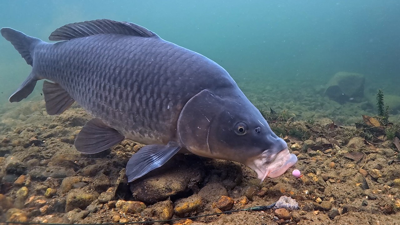 WINTER CARP STRUGGLE (Underwater) | Weak Sucks… Then It Finally Takes
