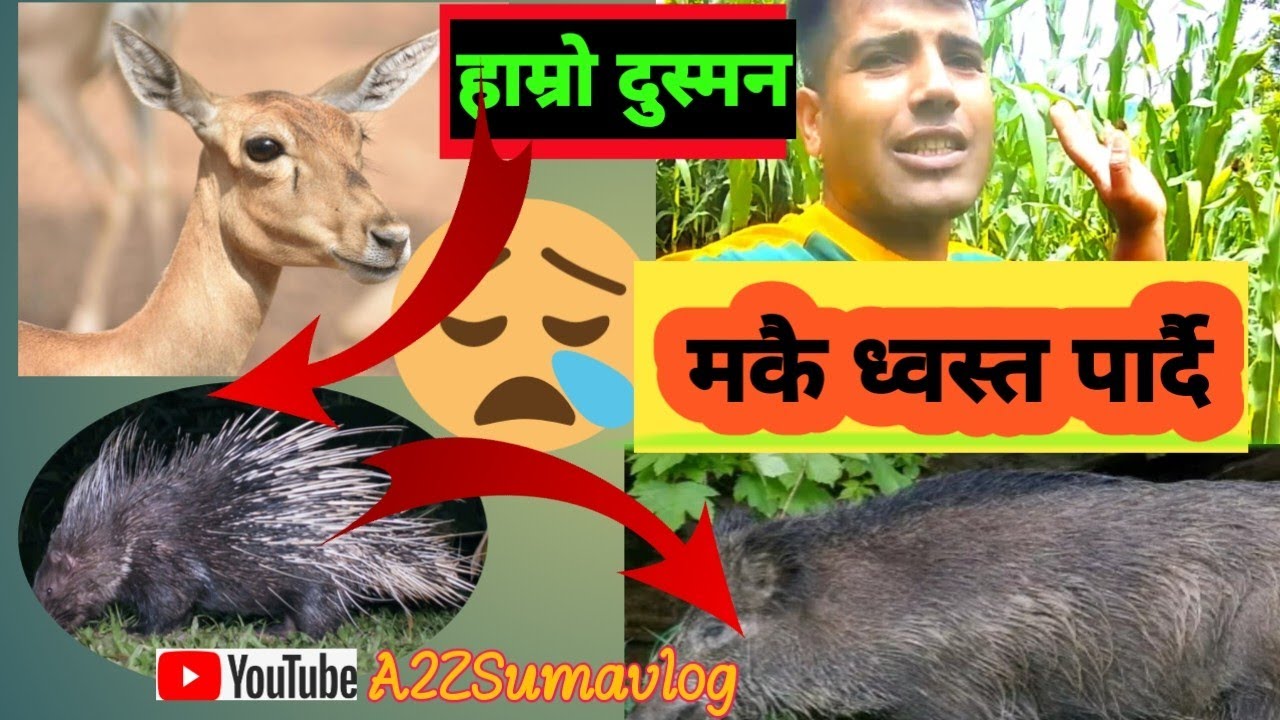 बदेल काण्ड | बारीको मकै सखाव | Badel kanda 2023/24