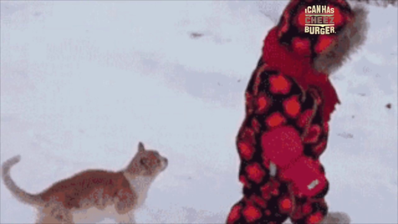 Cats Being Total Jerks (A Compilation)