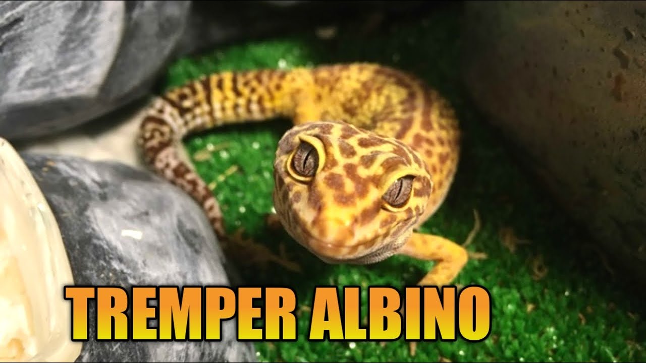 МОРФА - 