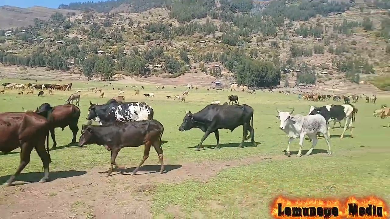 ምድረ ገነት ሓሸንገ ዓደይ እንኳዕ ካብ ኣኺ ትፈጠርኹ