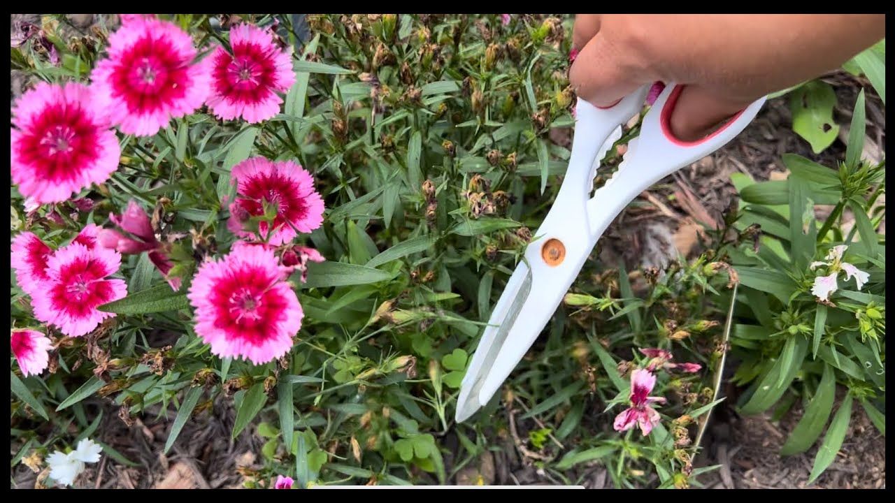 DIANTHUS -  CLAVELINAS  /sus cuidados!