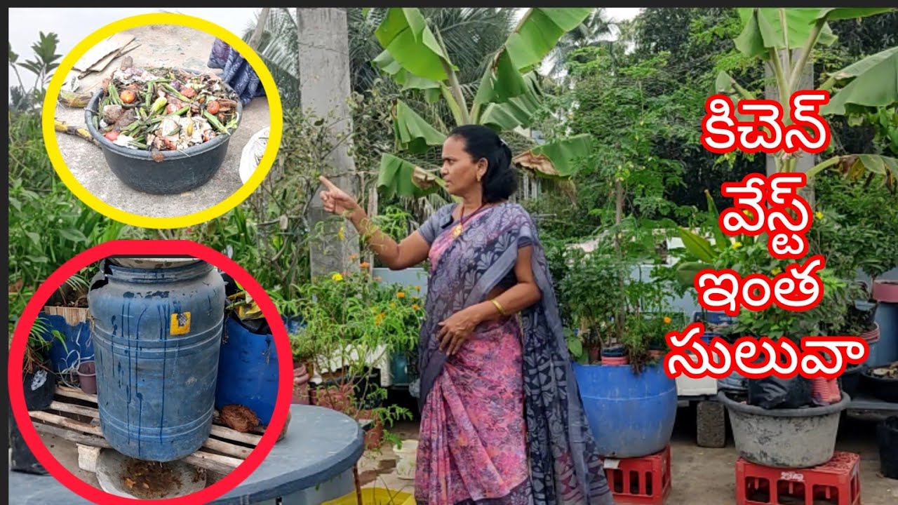 కిచెన్ వేస్ట్ కంపోస్ట్ గా సులువైన పద్ధతిలో చేద్దాం#మాబుజ్జితోటఛానల్ #తెలుగుటైలర్