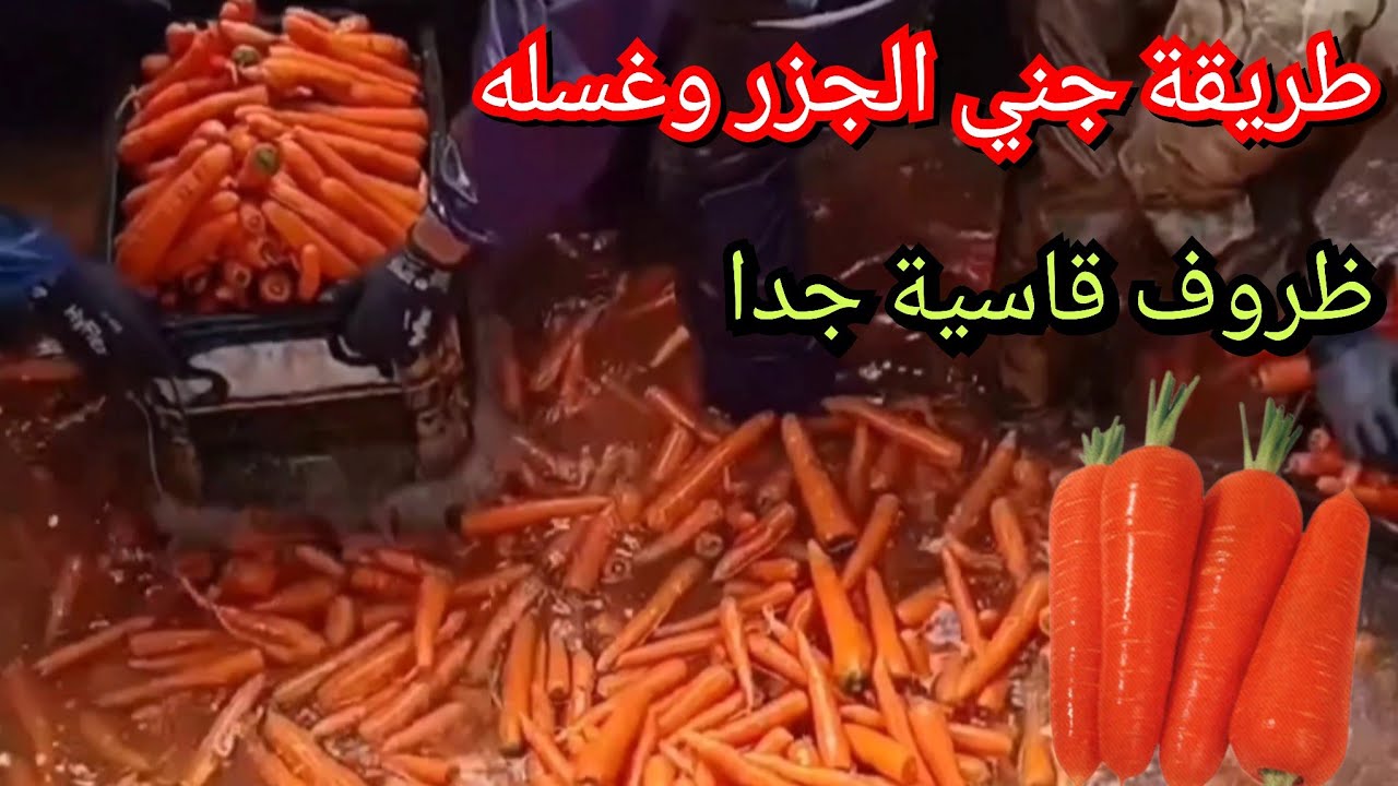 معاناة كبيرة جداً في جني الجزر وغسله تبرز مدى الرجولة عند المغاربة من أجل أكل الحلال 