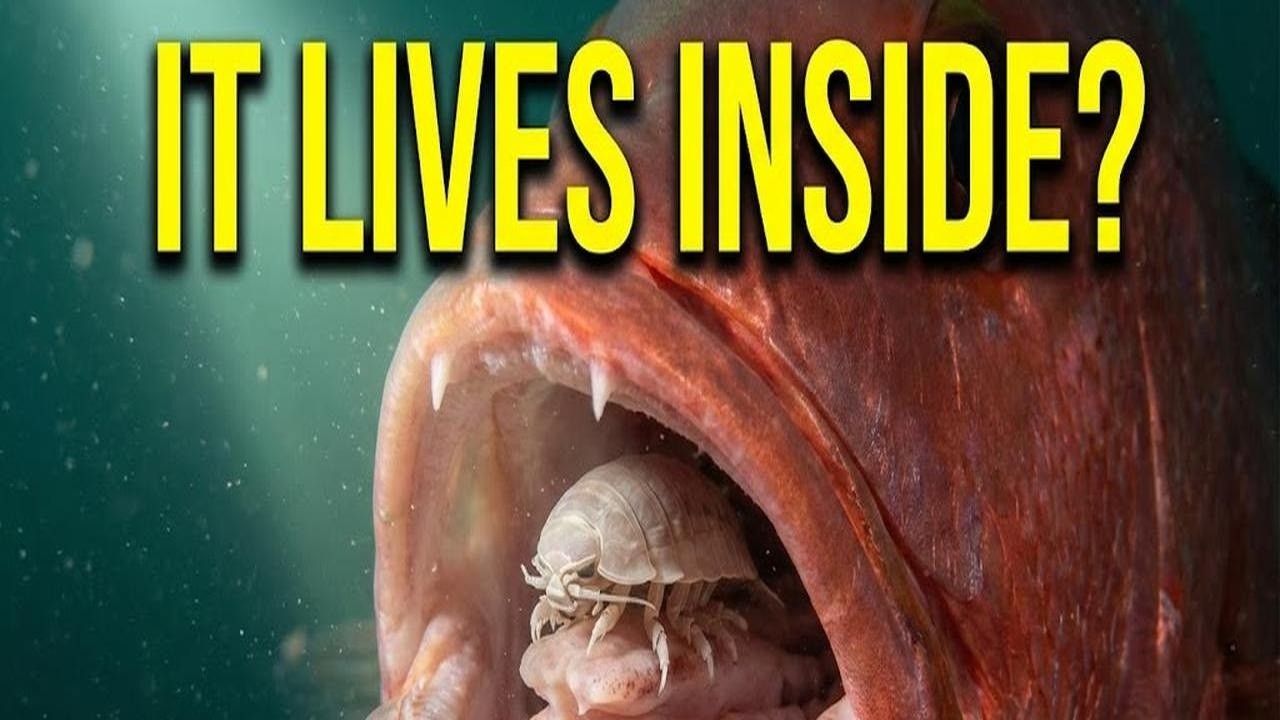 The Parasite That Lives Inside Fish Mouths: Cymothoa Species Revealed