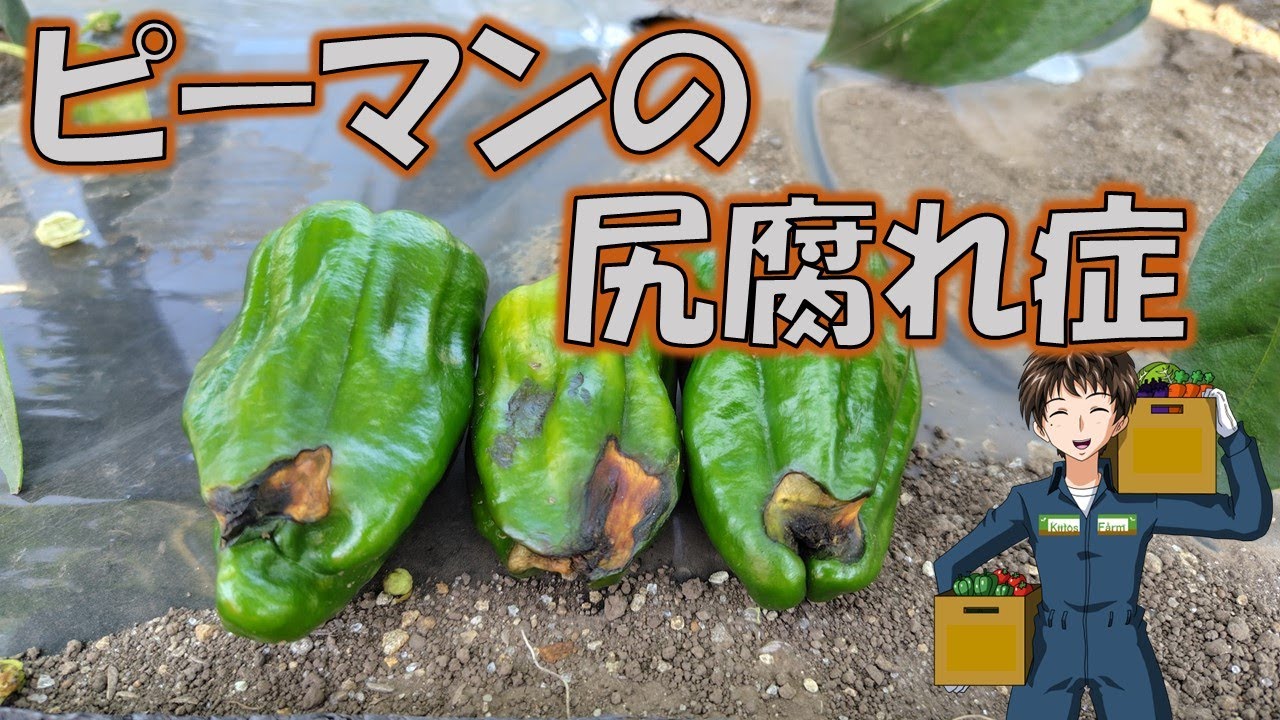 【ピーマンの尻腐れ症】今年のような高温＆乾燥では要注意です。