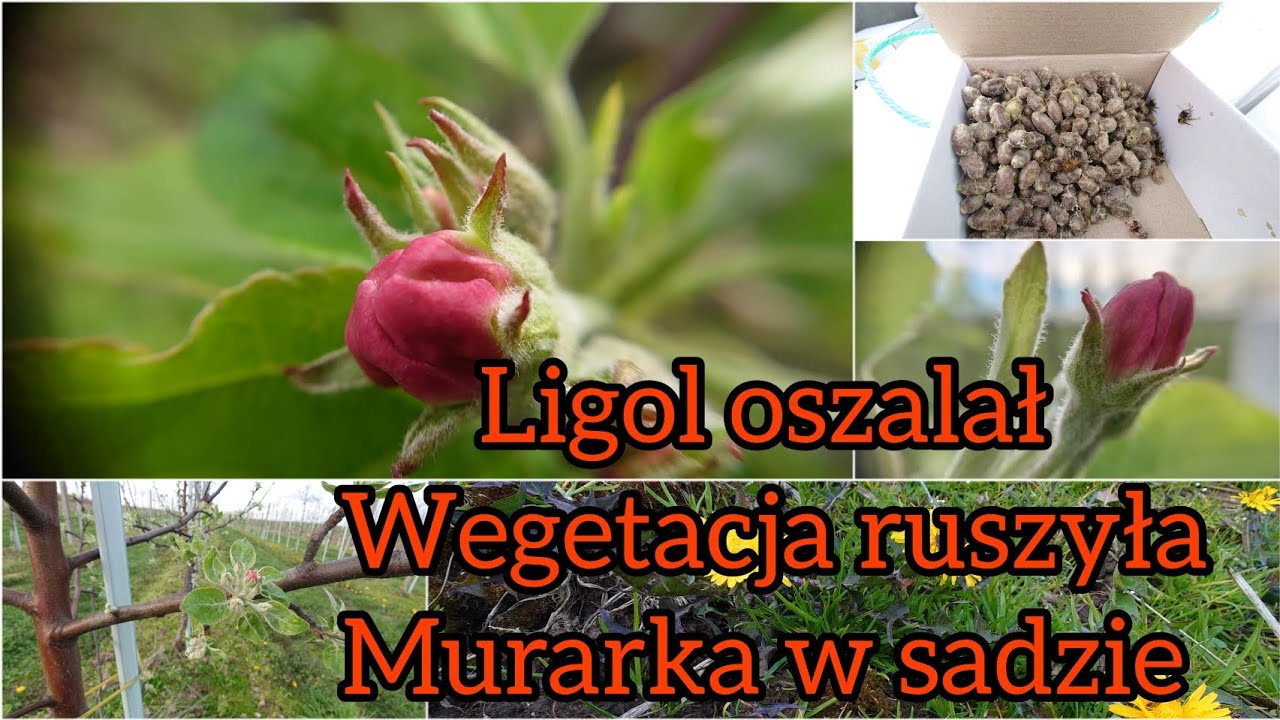 Z Sadu 7 Kwiecień 2024. Murarka w sadzie, Ligol w różowym pąku, Wegetacja wystrzeliła.