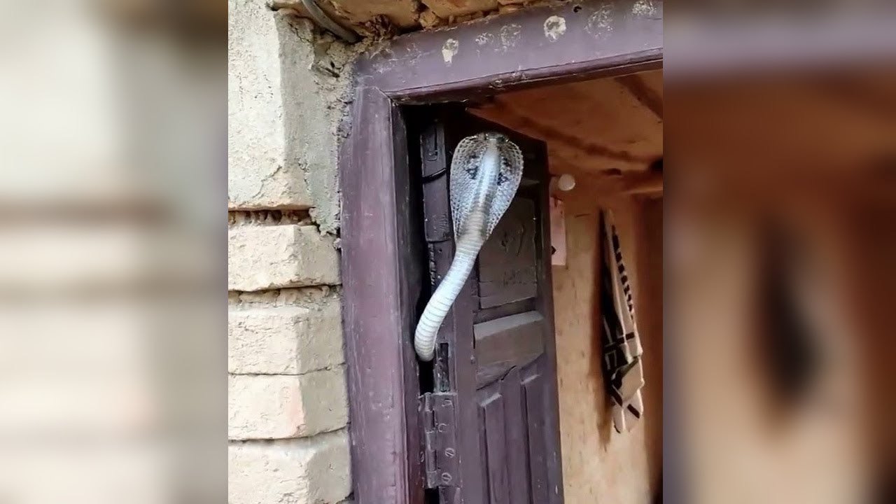Disturbing Cobra Encounters Caught on Camera