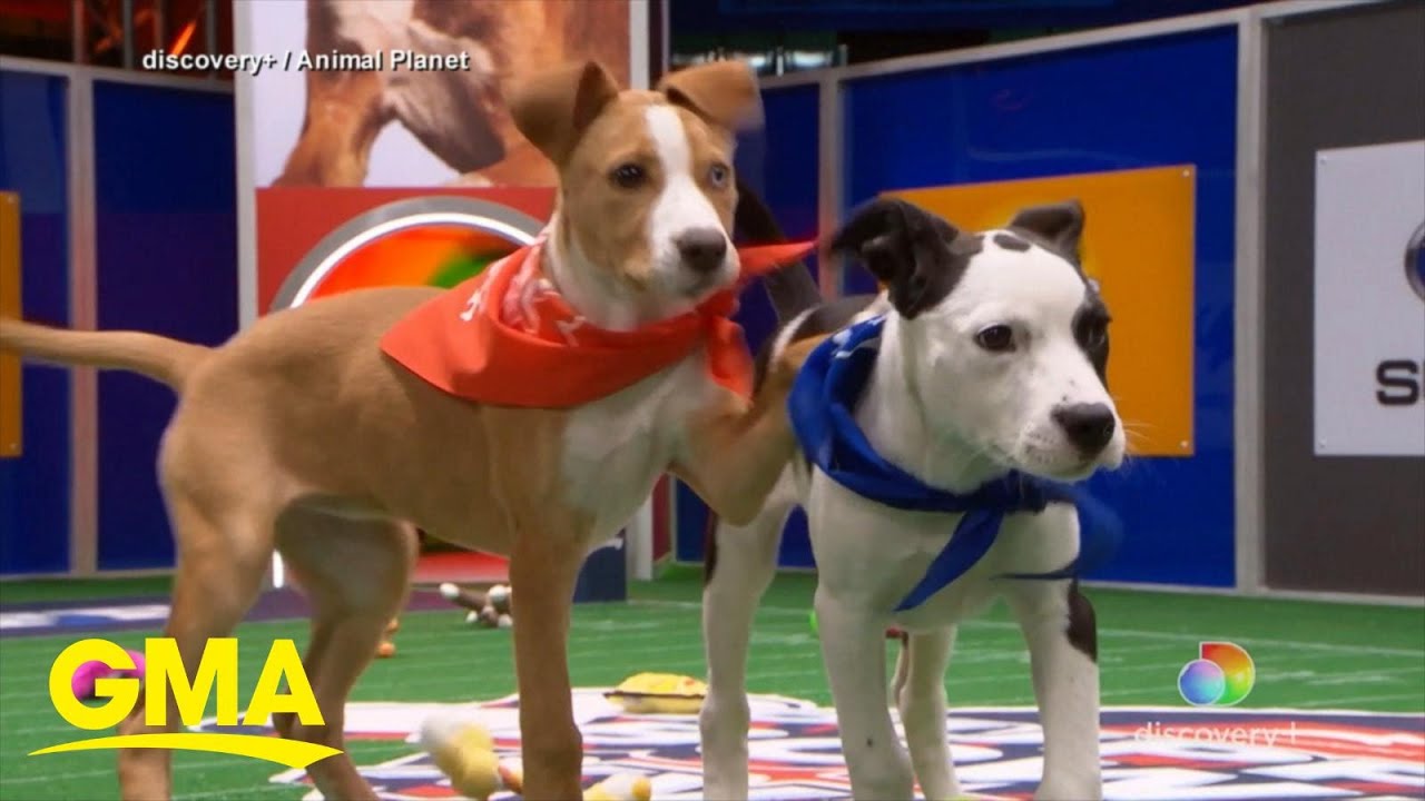A look into Animal Planet’s annual ‘Puppy Bowl’