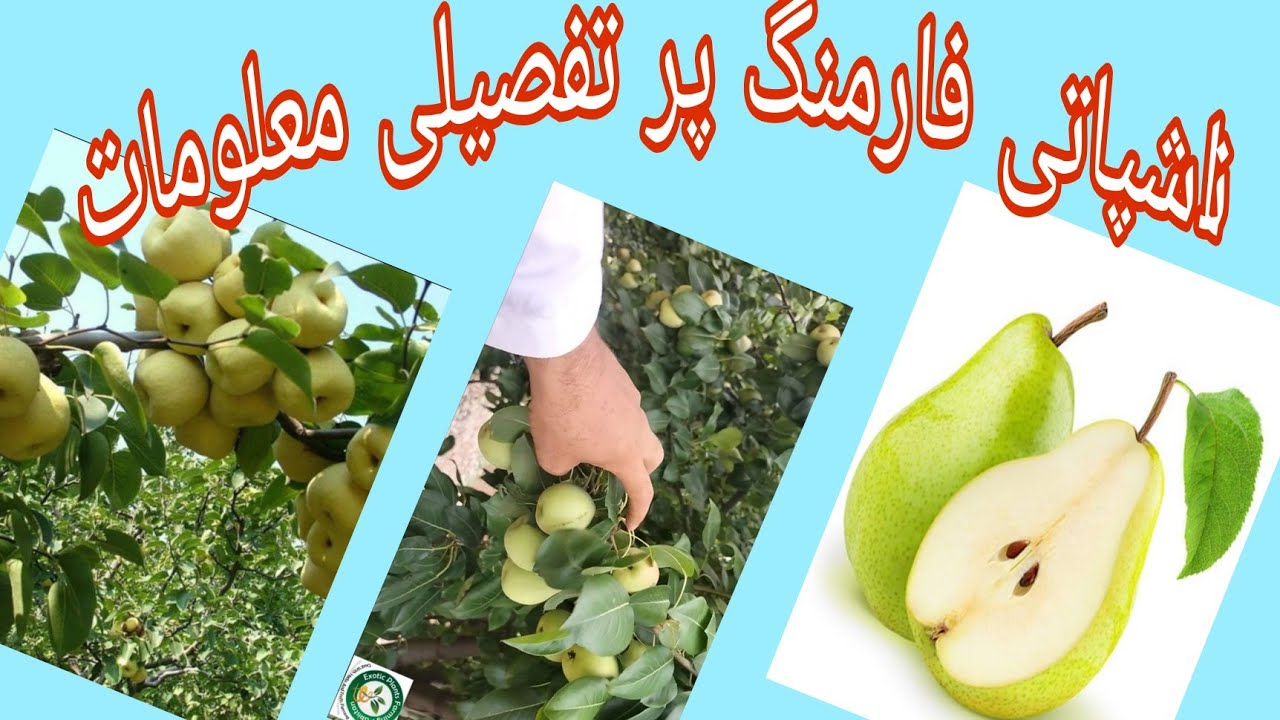 Pear Fruit Farming detail | Nashpati fruit | high value fruit farming | make money by pear farming