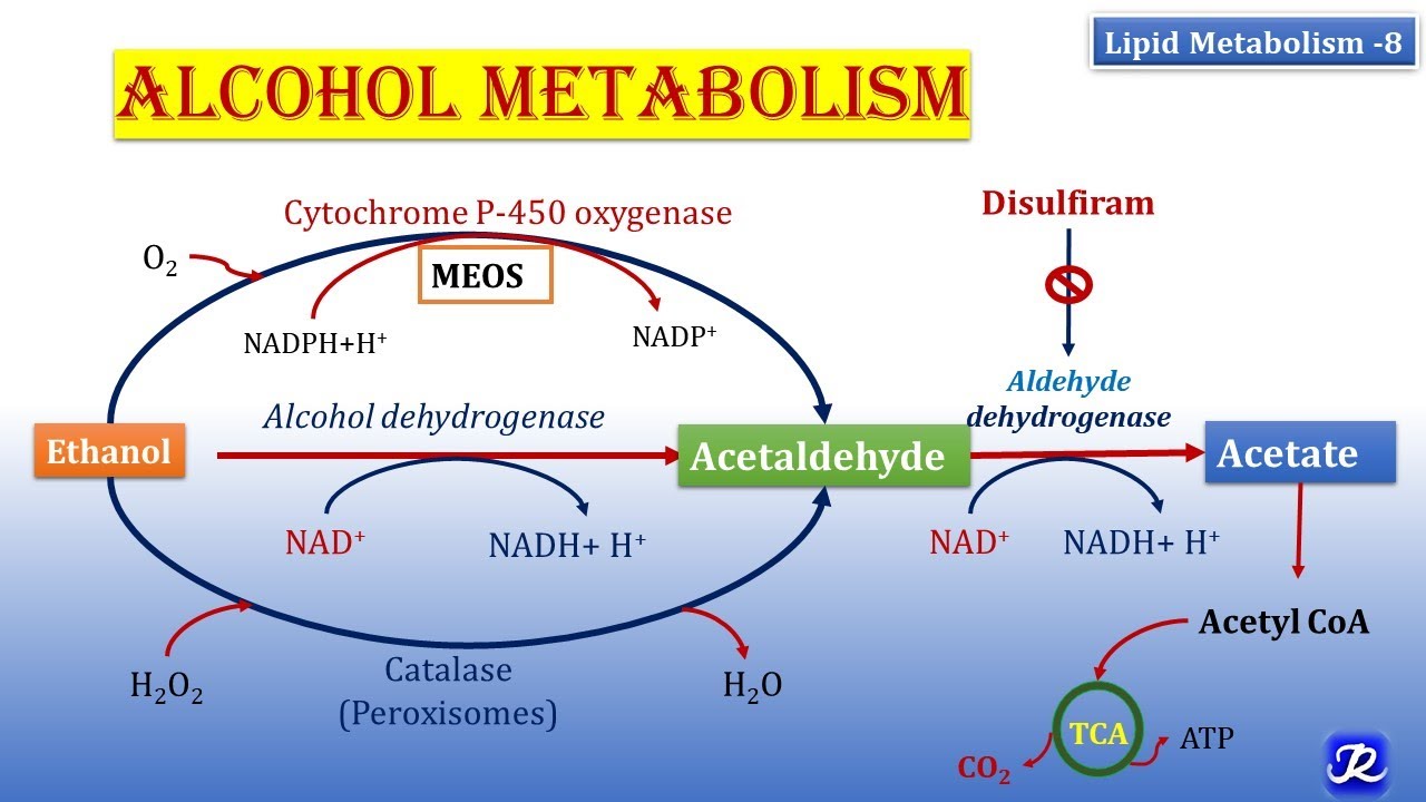 8: Alcohol Metabolism | Lipid Metabolism-8 | Biochemistry | N'JOY Biochemistry