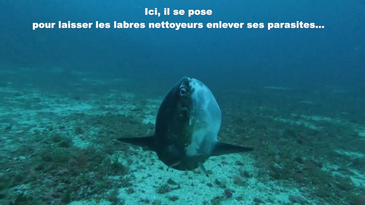 Un Mola Mola  au large de Cassis