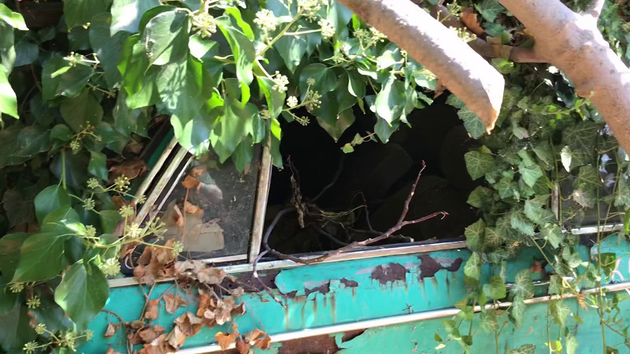 Stumbled upon these cool abandoned cars in Greece