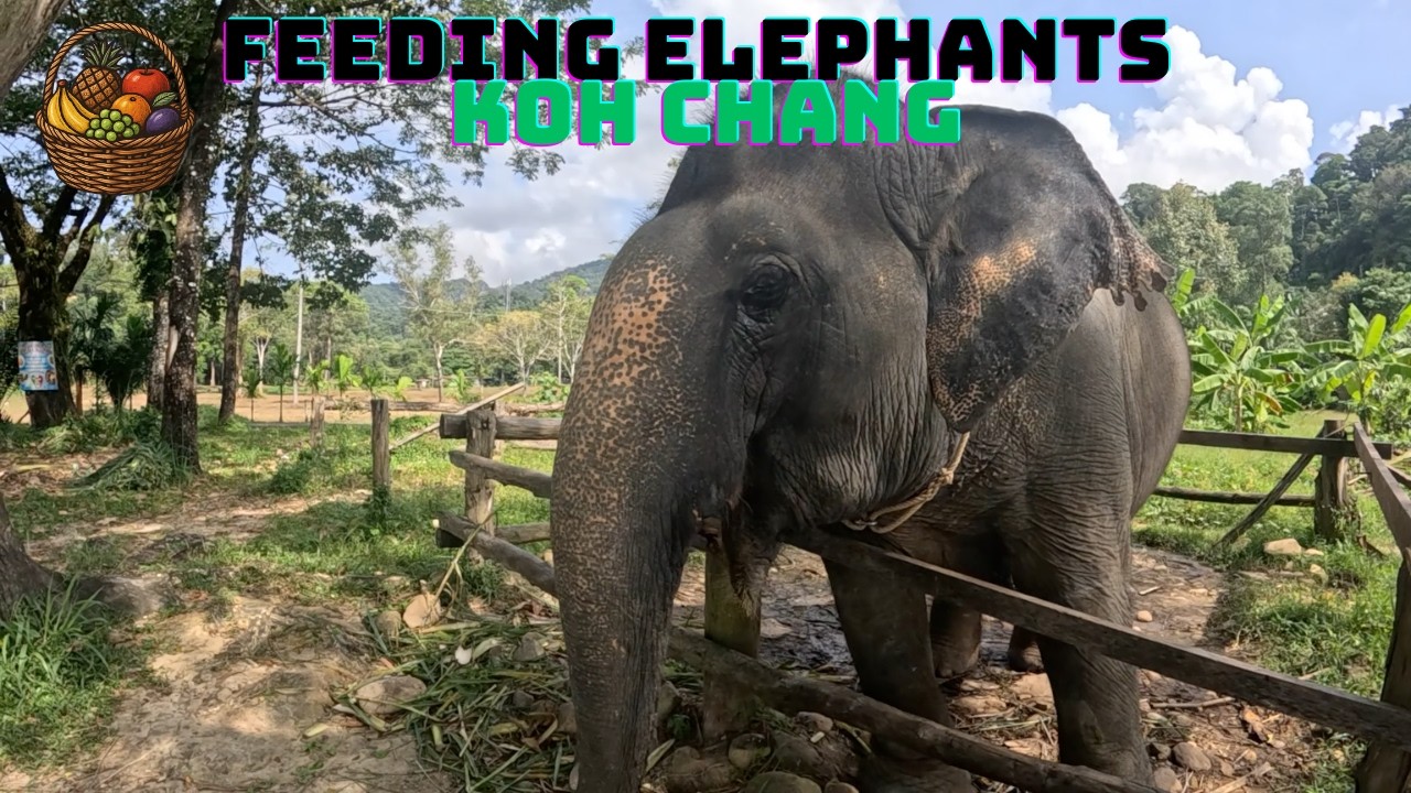 Feeding elephant on Koh Chang