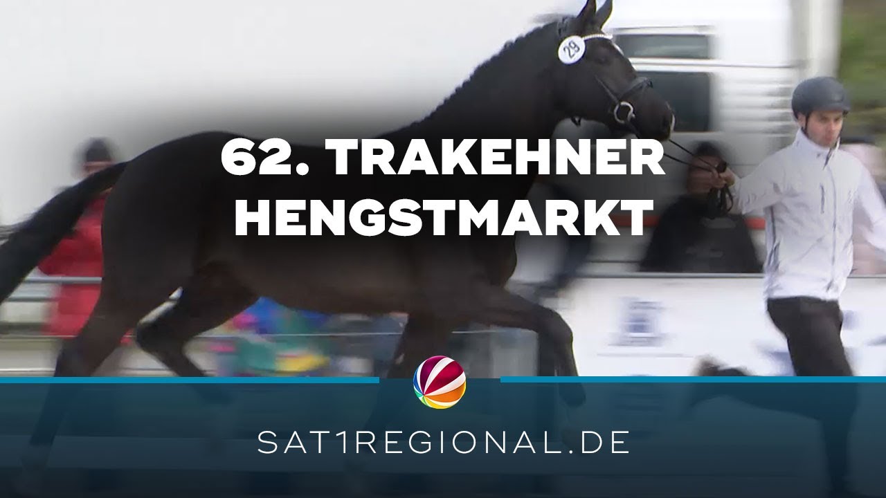 62. Internationaler Trakehner Hengstmarkt in Neumünster