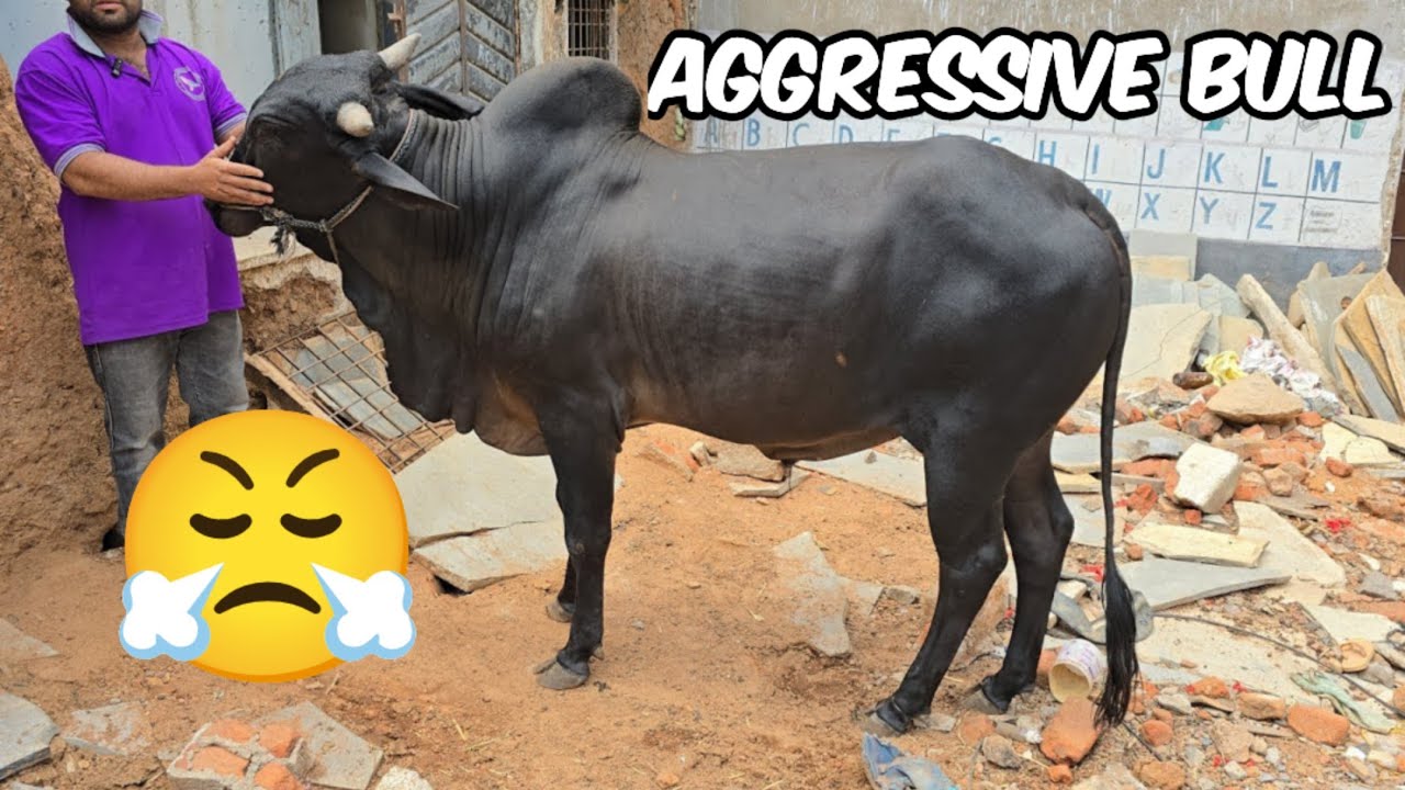 jet black bull in reinbazar | deoni gir and ongole bull's available in Hyderabad reinbazar