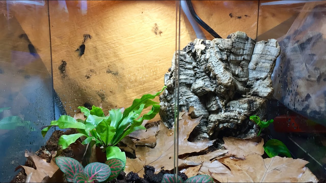 How To: Setup a Dart Frog Tank!!