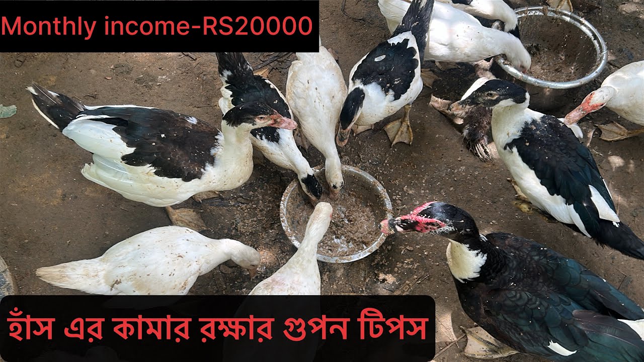 হাঁস কামারে লাভবান হওয়ার গোপন টিপস । Active Farm Tripura 