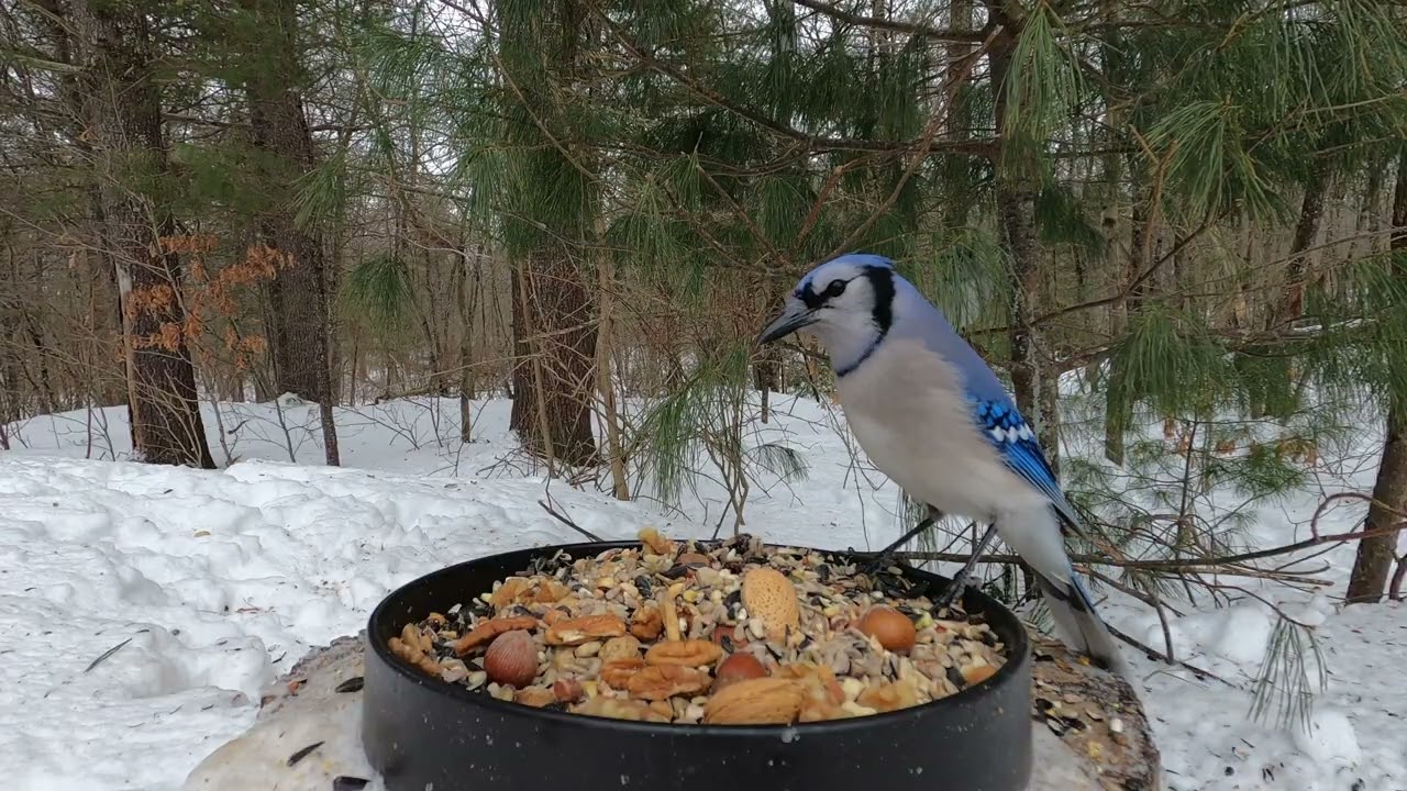 Crows, Squirrels, Blue Jays, Starlings