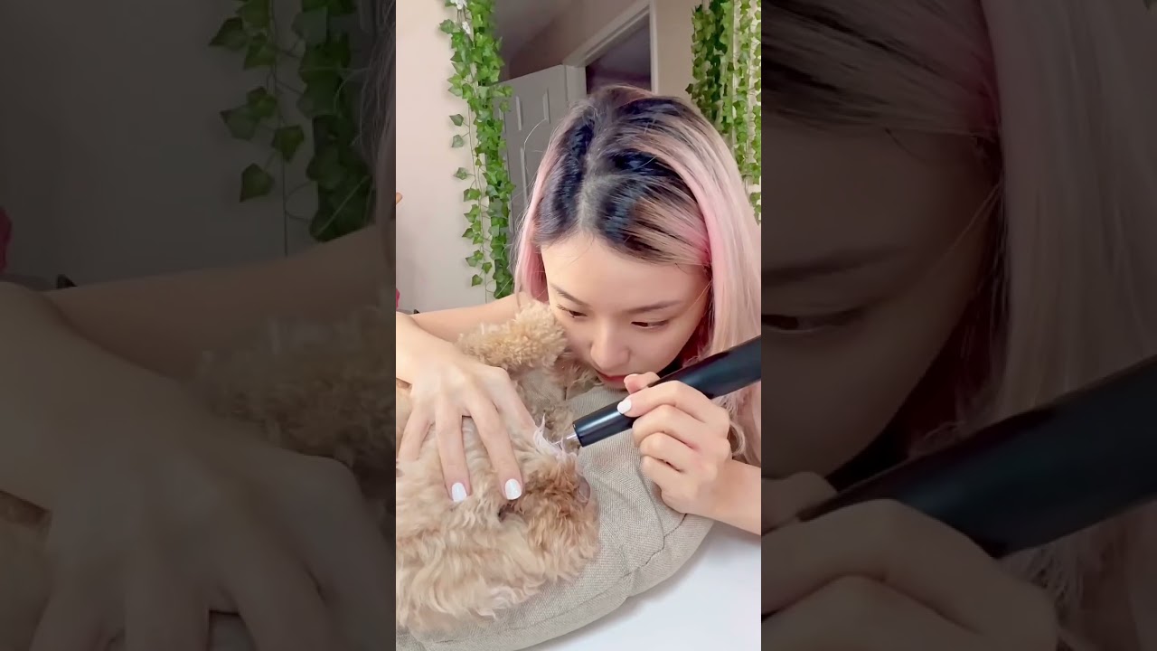 Puppy&rsquo;s Teeth Deep Cleaning At Home🦷🪥 #shorts #puppy #pets