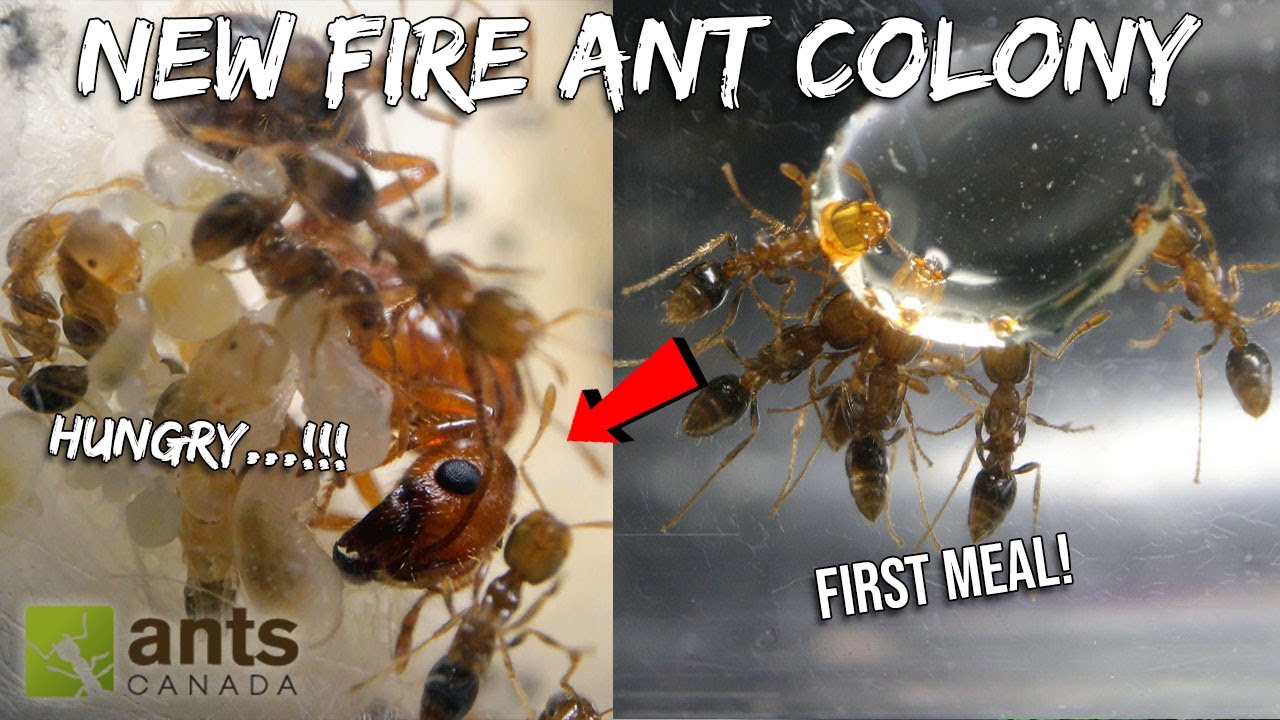 Feeding My New FIRE ANT COLONY Their First Meal | Never Before Seen Footage