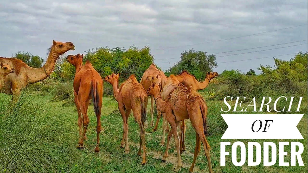 SEARCH OF FODDER AND MORNING OF CAMELS || Hungry Camels ||