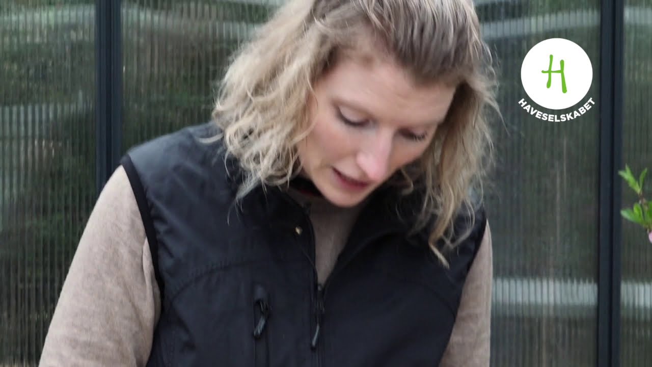 Sådan forkultiverer du chili eller tomater