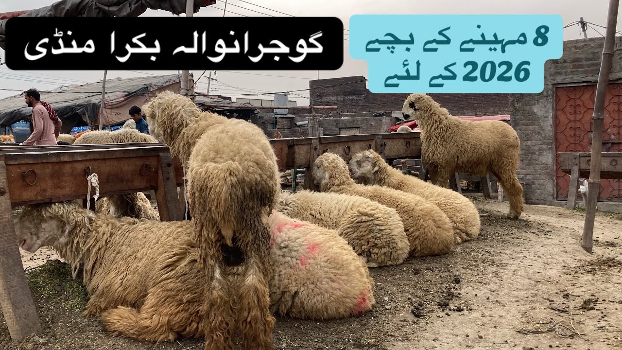 Mundra Chatra Gujranwala bakra mandi rates♥️