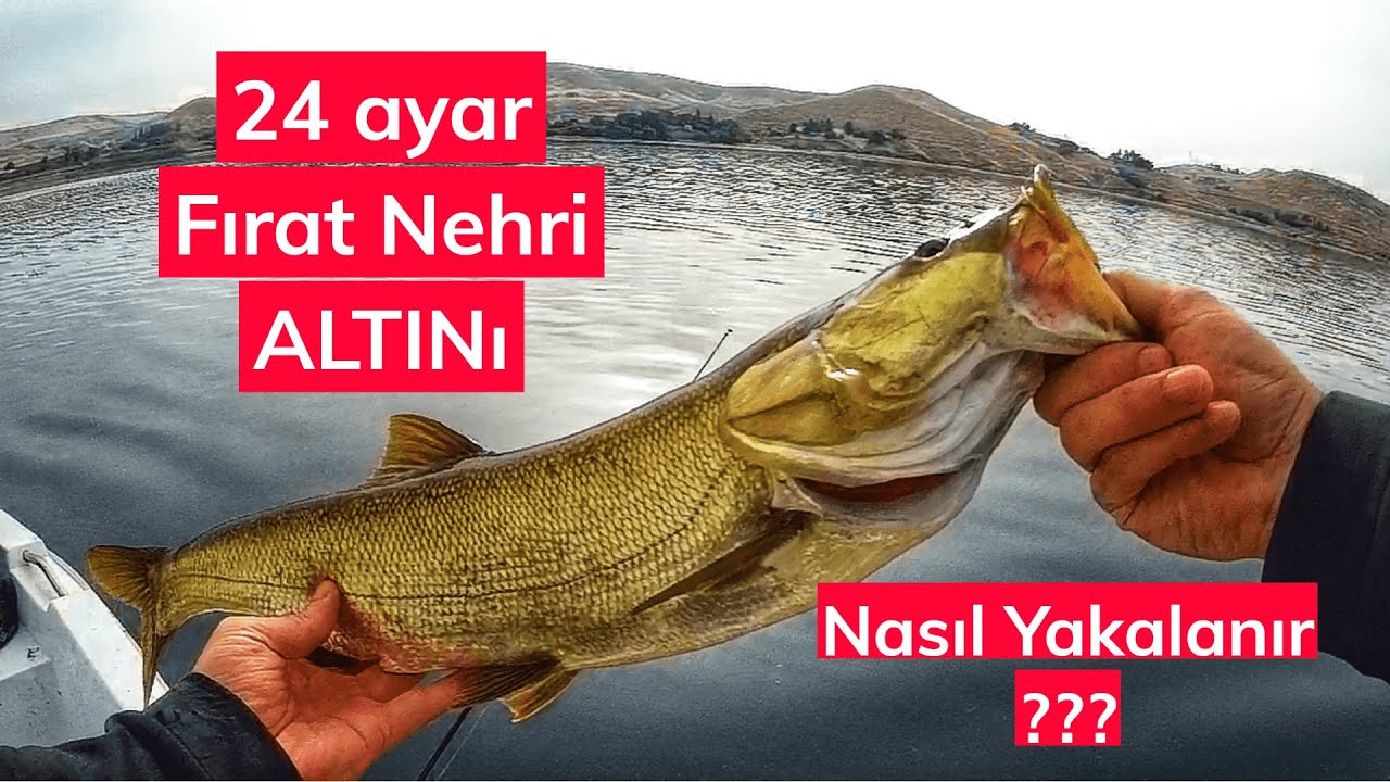 Fırat Nehri Sis Balığı Avı